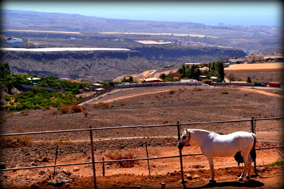 En tur på hesteryg – Gran Canaria – last part